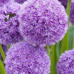 Česnek 'His Excellency' - Allium 'His Excellency'