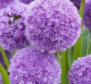 Okrasný česnek 'His Excellency' - Allium 'His Excellency'