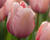 Tulipán Darwin hybrid 'Salmon Impression'