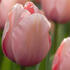 tulipan-darwin-hybrid-salmon-impression.jpg