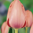 Tulipán Darwin hybrid 'Salmon Impression' - Tulipa Darwin hybrid 'Salmon Impression'