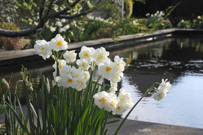 Narcis 'Sir Winston Churchill' - Narcissus 'Sir Winston Churchill'