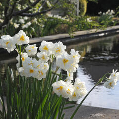 Narcis 'Sir Winston Churchill' - Narcissus 'Sir Winston Churchill'