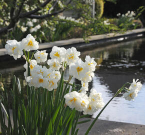 Narcis 'Sir Winston Churchill' - Narcissus 'Sir Winston Churchill'