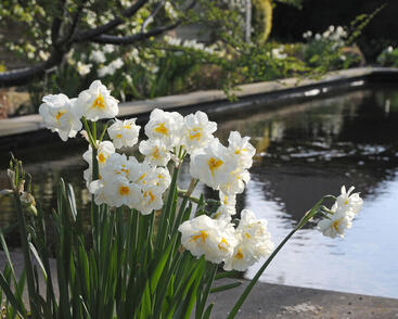 Narcis 'Sir Winston Churchill'