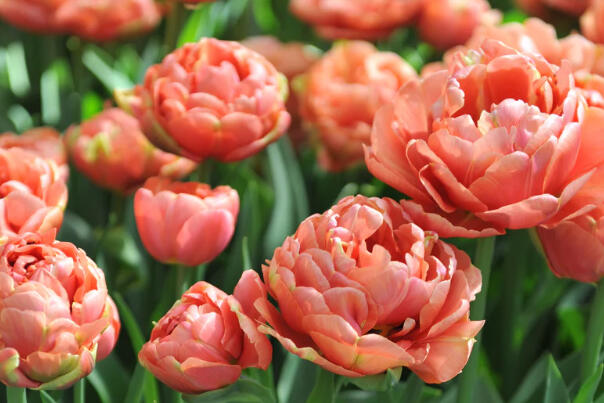 Tulipán plnokvětý pozdní 'Copper Image' - Tulipa Double Late 'Copper Image'