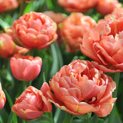 Tulipán plnokvětý pozdní 'Copper Image' - Tulipa Double Late 'Copper Image'