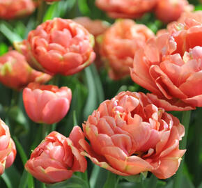 Tulipán plnokvětý pozdní 'Copper Image' - Tulipa Double Late 'Copper Image'