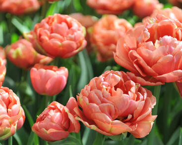 Tulipán plnokvětý pozdní 'Copper Image'