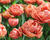 Tulipán plnokvětý pozdní 'Copper Image'