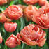 tulipan-plnokvety-pozdni-copper-image.jpg