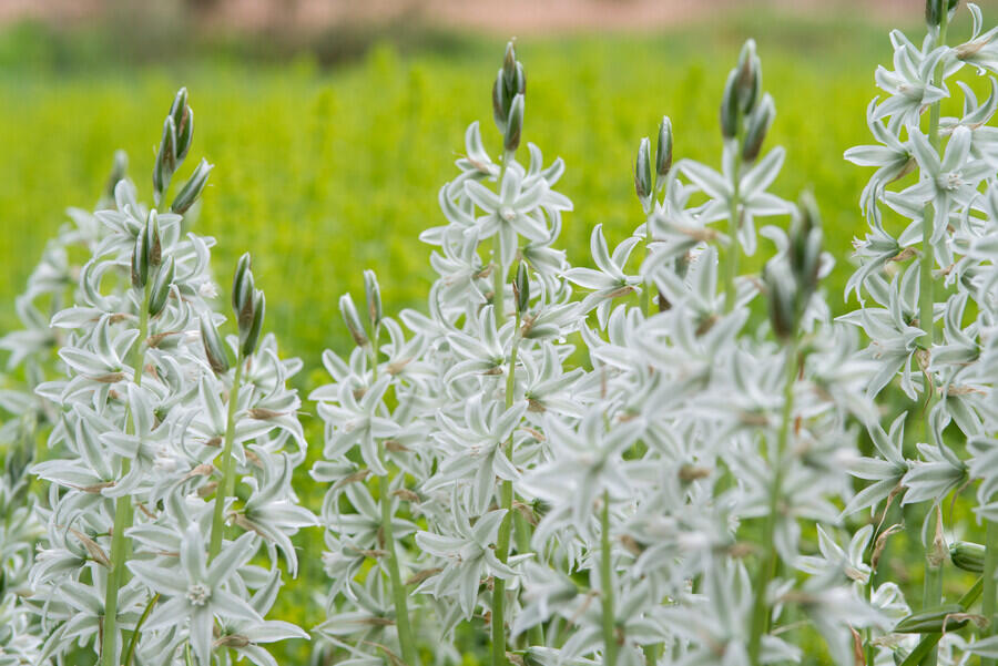 Snědek nící - Ornithogalum nutans