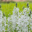 Snědek nící - Ornithogalum nutans