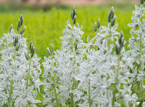 Snědek nící - Ornithogalum nutans