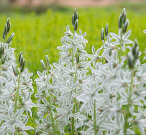 Ornithogalum nutans - Ornithogalum nutans