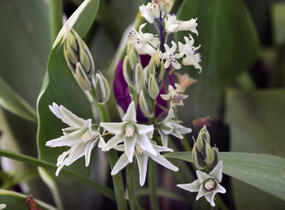 Snědek nící - Ornithogalum nutans