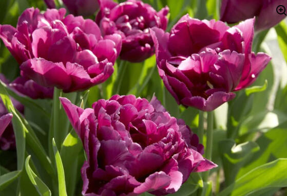 Tulipán plnokvětý raný 'Showcase' - Tulipa Double Early 'Showcase'