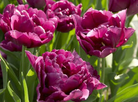 Tulipán plnokvětý raný 'Showcase' - Tulipa Double Early 'Showcase'