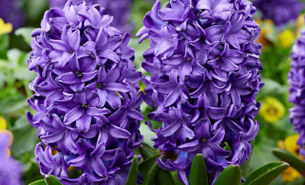 Hyacint 'Blue Trophy' - Hyacinthus 'Blue Trophy'