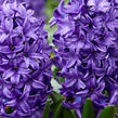 Hyacint 'Blue Trophy' - Hyacinthus 'Blue Trophy'