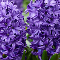 Hyacint 'Blue Trophy' - Hyacinthus 'Blue Trophy'