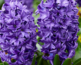 Hyacint 'Blue Trophy'