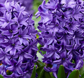 Hyacint 'Blue Trophy' - Hyacinthus 'Blue Trophy'