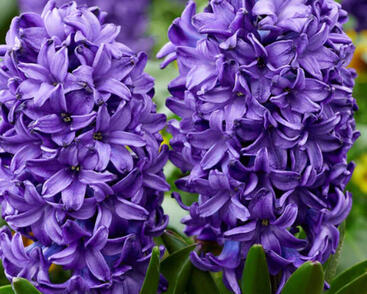 Hyacint 'Blue Trophy'