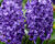 Hyacint 'Blue Trophy'