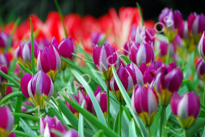 Tulipán nízký 'Persian Pearl' - Tulipa humilis 'Persian Pearl'