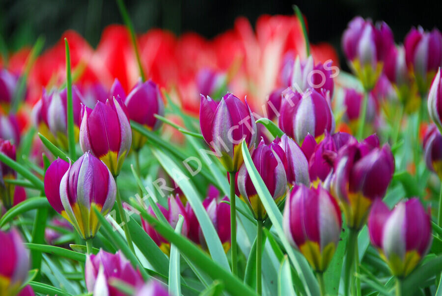Tulipán nízký 'Persian Pearl' - Tulipa humilis 'Persian Pearl'