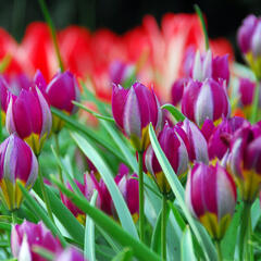 Tulipán 'Persian Pearl' - Tulipa humilis 'Persian Pearl'