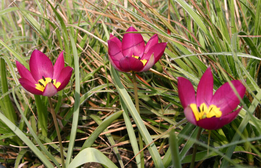 Tulipán botanický nízký 'Persian Pearl' - Tulipa humilis 'Persian Pearl'