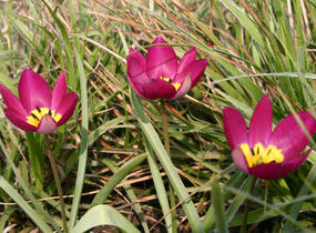 Tulipán botanický nízký 'Persian Pearl' - Tulipa humilis 'Persian Pearl'