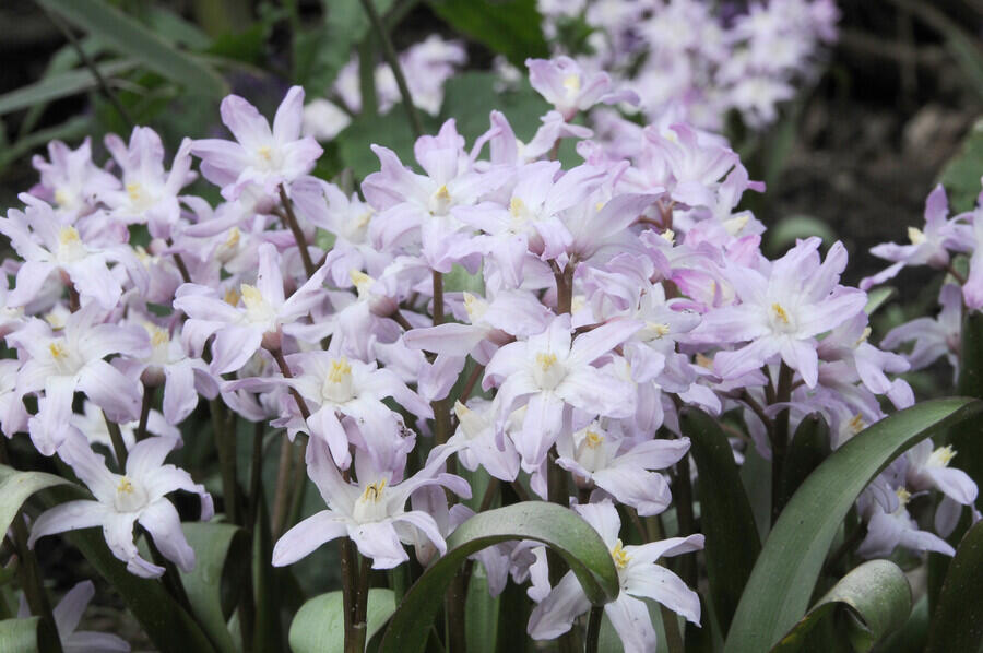 Ladoňka bleděmodrá 'Pink Giant' - Chionodoxa forbesii 'Pink Giant'
