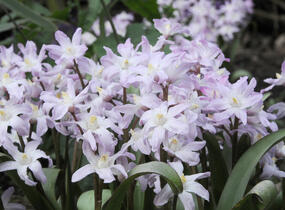 Ladoňka bleděmodrá 'Pink Giant' - Chionodoxa forbesii 'Pink Giant'