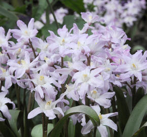 Ladonička bleděmodrá 'Pink Giant' - Chionodoxa forbesii 'Pink Giant'