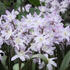 ladonicka-bledemodra-pink-giant.jpg