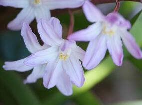 Ladoňka bleděmodrá 'Pink Giant' - Chionodoxa forbesii 'Pink Giant'