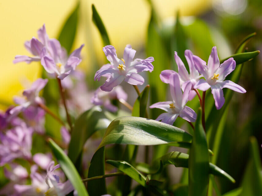 Ladoňka bleděmodrá 'Pink Giant' - Chionodoxa forbesii 'Pink Giant'
