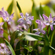 Ladonička bleděmodrá 'Pink Giant' - Chionodoxa forbesii 'Pink Giant'