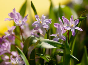Ladoňka bleděmodrá 'Pink Giant' - Chionodoxa forbesii 'Pink Giant'