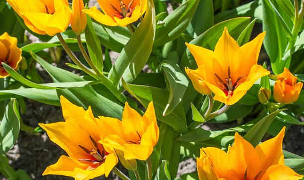 Tulipán botanický praestans 'Shogun' - Tulipa praestans 'Shogun'