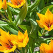 Tulipán botanický praestans 'Shogun' - Tulipa praestans 'Shogun'