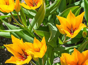 Tulipán botanický praestans 'Shogun' - Tulipa praestans 'Shogun'