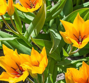 Tulipán botanický praestans 'Shogun' - Tulipa praestans 'Shogun'