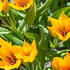 tulipan-botanicky-praestans-shogun.jpg