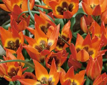 Tulipán botanický nízký 'Little Princess'