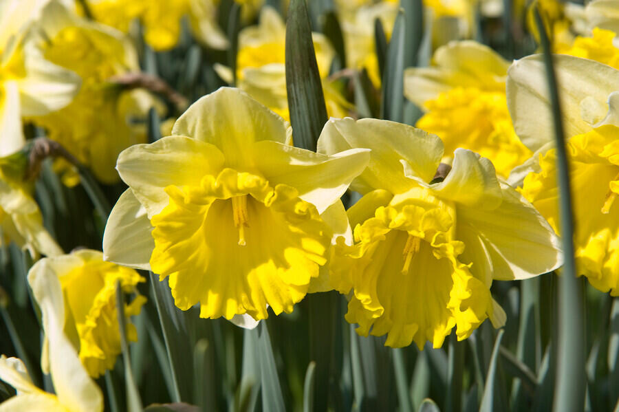 Narcis trubkovitý 'Las Vegas' - Narcissus Trumpet 'Las Vegas'