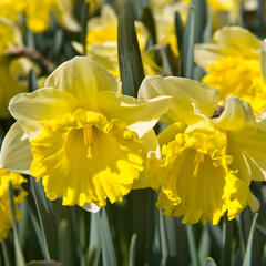 Narcis trubkovitý 'Las Vegas' - Narcissus Trumpet 'Las Vegas'